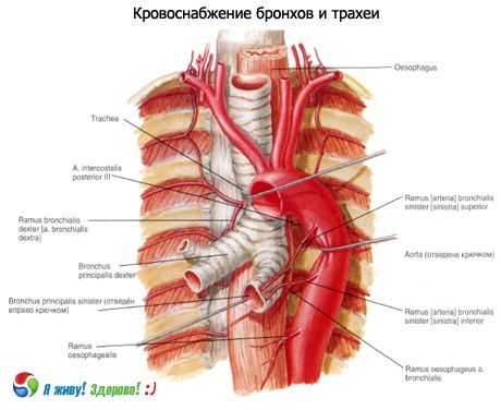 Oskrzela