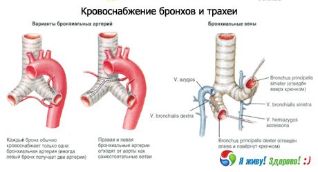 Oskrzela