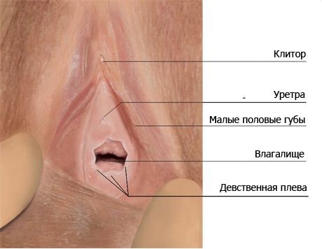 Hymen (zdjęcie)