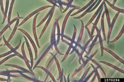 Fusarium - patogeny fuzariozy
