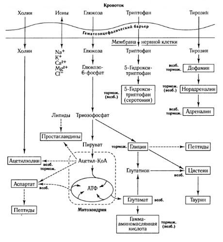 Drogi wymiany mediatorów i rola bariery krew-mózg w metabolizmie (wg: Shepherd, 1987)
