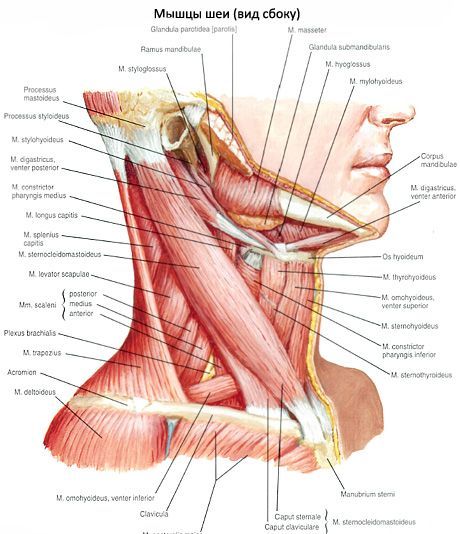 Mięsień piersiowo-obojczykowo-sutkowy (m. Sternocleidomastoideus)