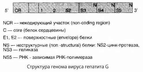 Wirus zapalenia wątroby typu G (HGV)