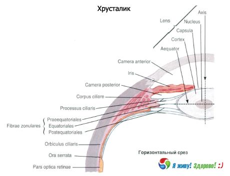 Obiektyw.  Struktura soczewki