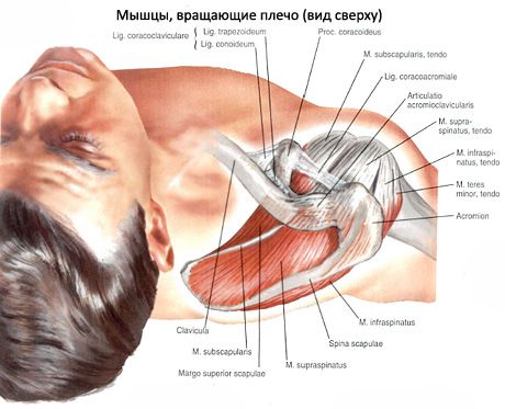 Mięśniowe i podostre mięśnie