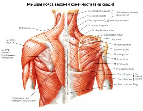 Mięśniowe i podostre mięśnie