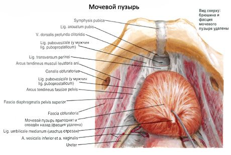 Pęcherz moczowy (vesica urinaria)