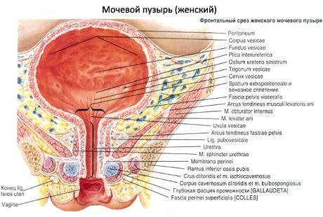 Pęcherz moczowy (vesica urinaria)