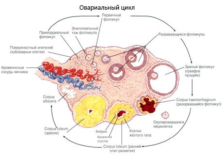Oogeneza. Cykl menstruacyjny