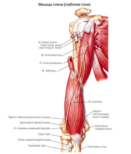 Mięsień kruczo-ramienny (m.coracobrachialis)