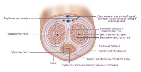 Urologia Polska /61/4 - Anatomia układu chłonnego narządów moczowo-płciowych