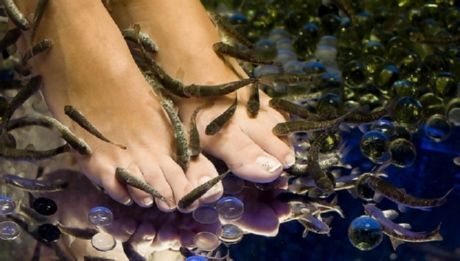 Fish-pedicure