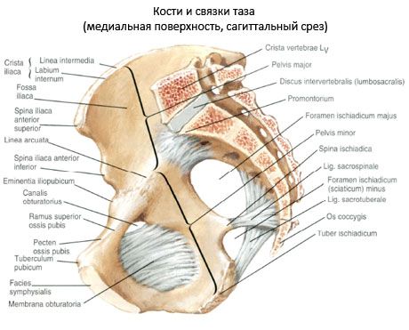 Kość miednicy