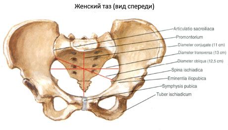 Miednica jako całość