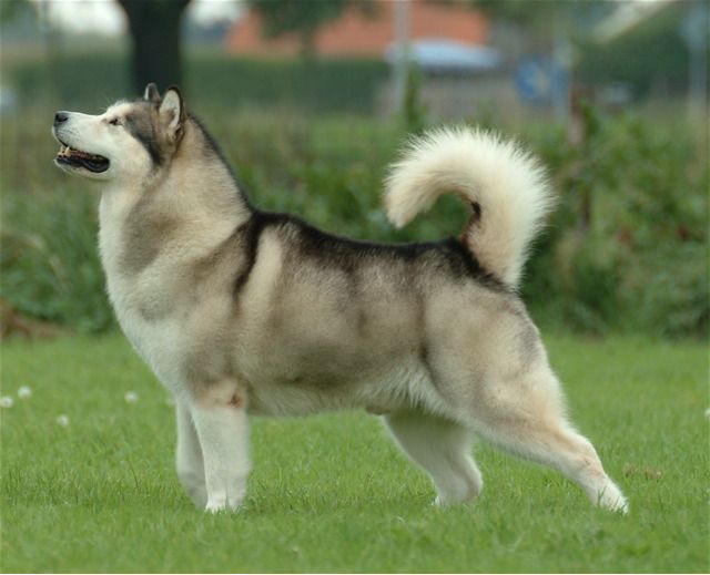 Olbrzymi Alaskan Malamute