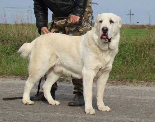 Owczarek środkowoazjatycki