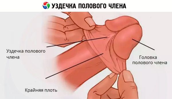 Anatomia intymna mężczyzny. Budowa męskiego układu płciowego | WP abcZdrowie