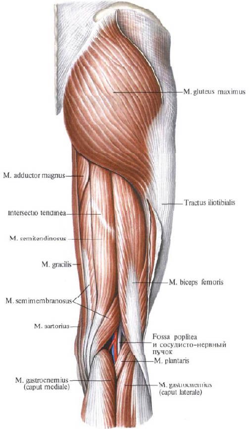 Mięsień pośladkowy (gluteus maximusus)